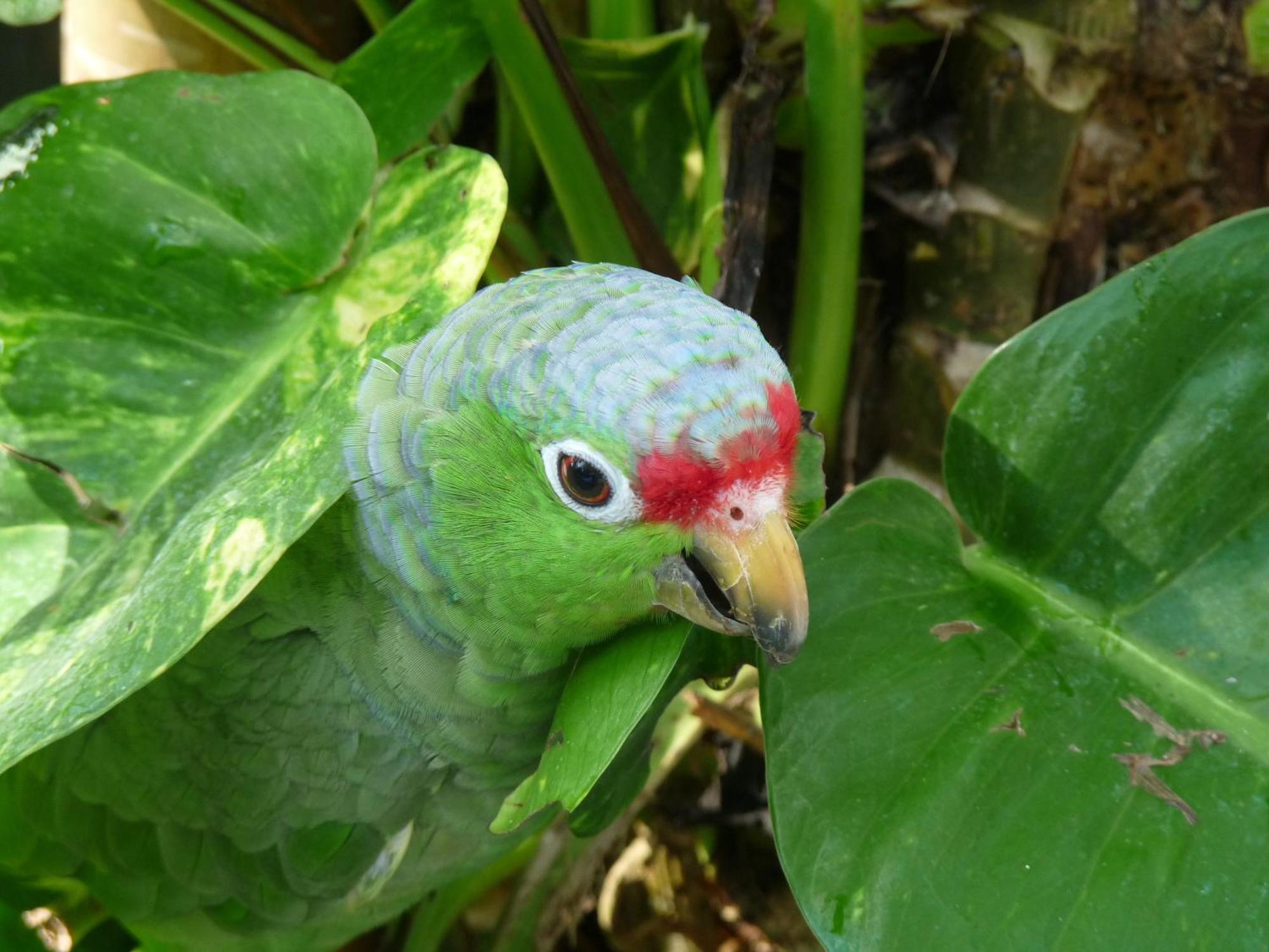 El Tucan Jungle Lodge Puerto Viejo de Talamanca Eksteriør billede