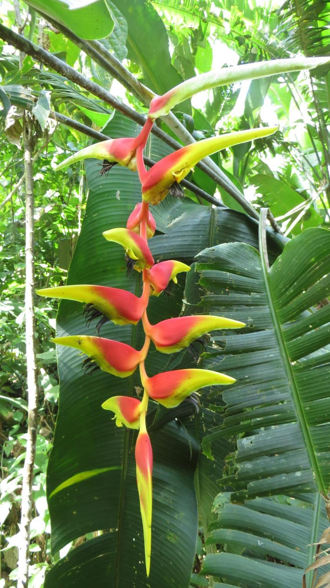 El Tucan Jungle Lodge Puerto Viejo de Talamanca Eksteriør billede