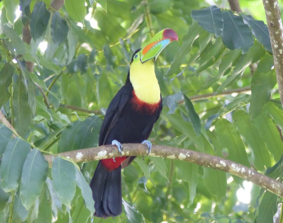 El Tucan Jungle Lodge Puerto Viejo de Talamanca Eksteriør billede