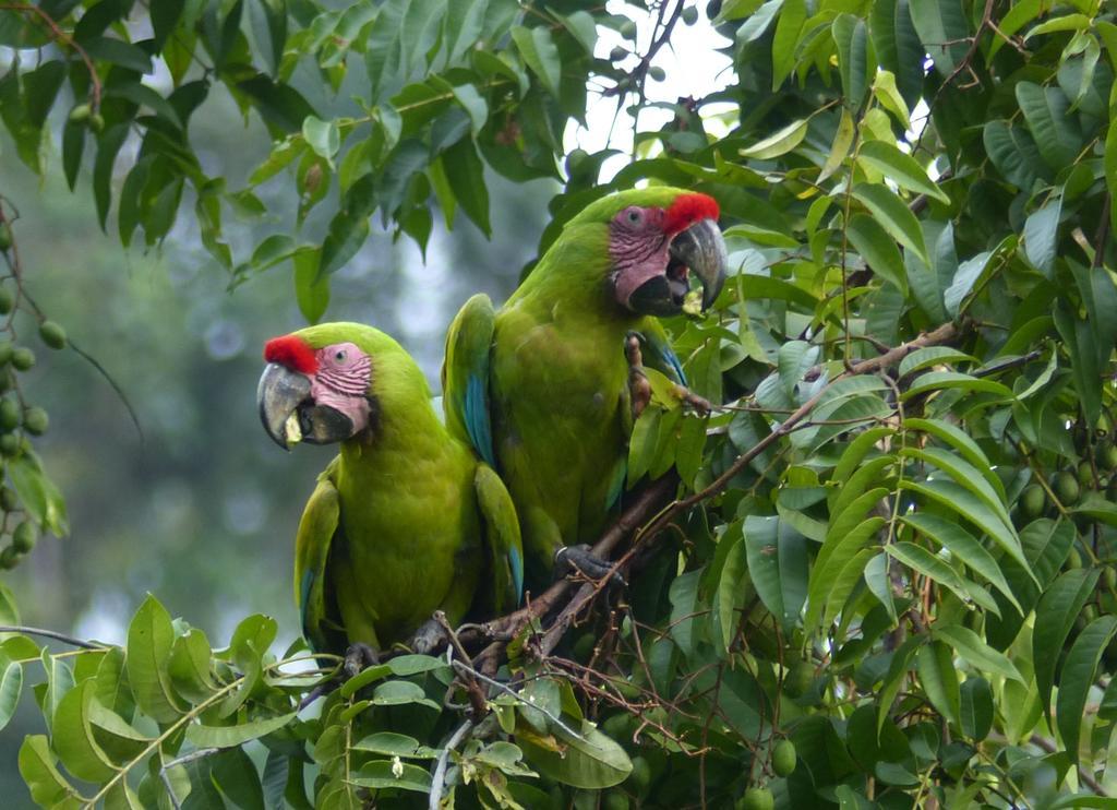 El Tucan Jungle Lodge Puerto Viejo de Talamanca Eksteriør billede