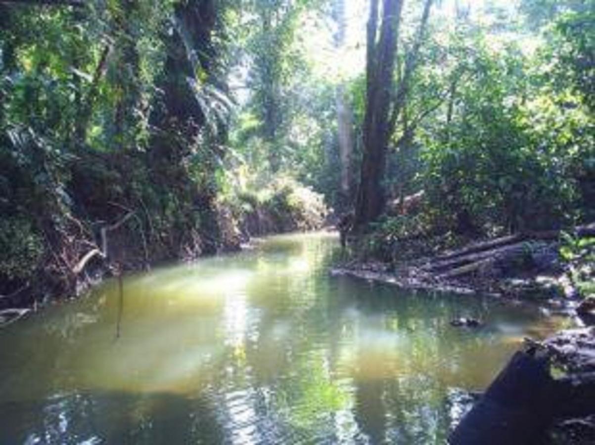 El Tucan Jungle Lodge Puerto Viejo de Talamanca Eksteriør billede